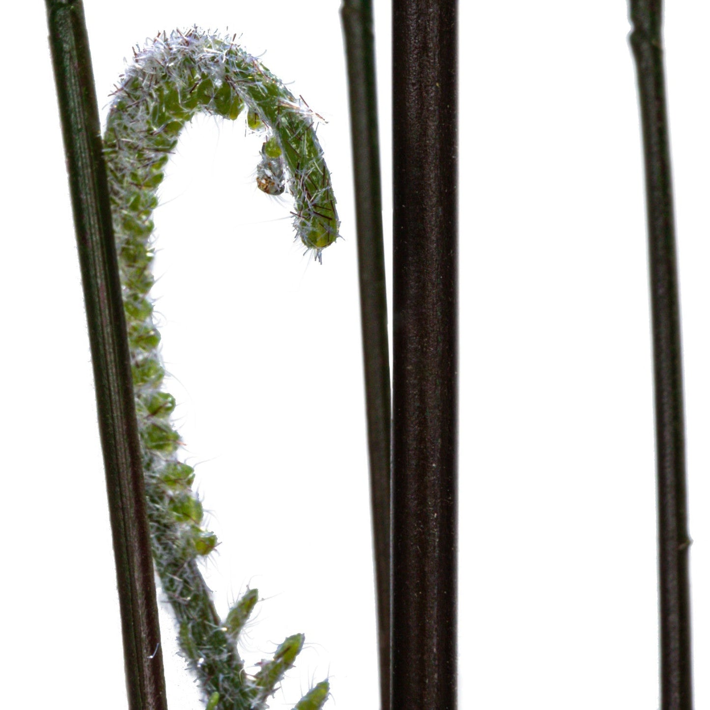 4ft Tall Pteris Fern in Pot - Faux